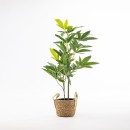 Everlasting-Maeve-Pachira-Plant-75cm Sale