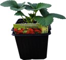 Camarosa-Strawberry Sale