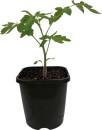 Beefsteak-Tomato Sale