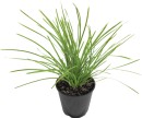 Lomandra-Lime-Tuff Sale
