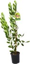 Incredible-Edibles-Feijoa-Apollo Sale