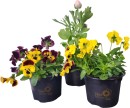 Asstd-Premium-Potted-Plant Sale