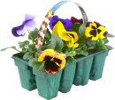 Colourmax-Pansy Sale