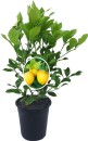 Citrus-Tree-Varieties Sale