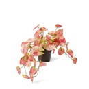 Elme-Anthurium-Hanging-Potted-Plant Sale