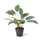 Elme-Ctenanthe Sale