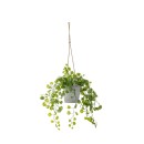 Everlasting-Potted-Hanging-Vine Sale