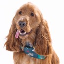 Pet-Bandana Sale