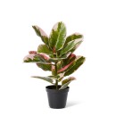 Elme-Rubber-Plant Sale
