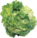 Unwrapped-Iceberg-Lettuce Sale