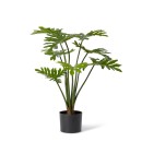 Elme-Philodendron Sale