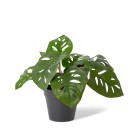 Elme-Swiss-Cheese-Plant Sale