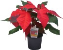 Poinsettia Sale