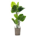 Everlasting-Paloma-Monstera-110cm Sale