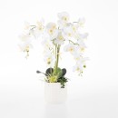 Everlasting-Flourishing-Orchid Sale