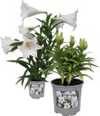 White-Christmas-Lily Sale