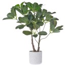 Umbrella-Plant-45cm Sale