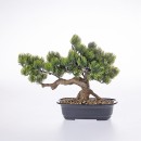 Cora-28cm-Bonsai-Tree Sale