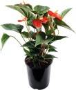 Flamingo-Plant-Anthurium-Andraeanum-Red-Winner Sale