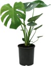 Enrich-with-Nature-Fruit-Salad-Plant-Monstera-Deliciosa Sale