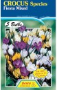 Fiesta-Flower-Bulbs-Crocus-Species-Mixed-5-Bulbs Sale