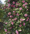 Sasanqua-Camellias Sale