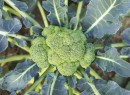 Broccoli Sale