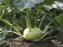 Kohlrabi Sale