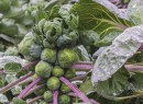 Brussels-Sprouts Sale