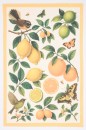 Stevens-Flora-Citrus-Tea-Towel Sale