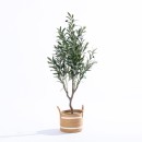 Archer-Olive-120cm Sale