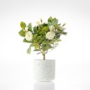 Avery-Rose-Bonsai Sale