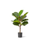 Fiddle-Leaf-69cm Sale