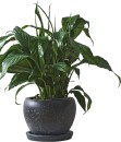 Peace-lily-Sweet-Benito-Spathiphyllum-Benito Sale