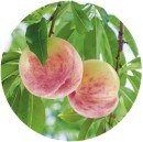 Peach-Honey-Babe-Prunus-Persica Sale