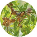 Almond-Garden-Prince-Prunus-Dulcis Sale