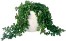 Un-Real-String-of-Pearls-20cm-Artificial-Plant-in-Pot Sale
