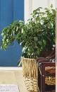 Danielle-Ficus-Benjamina-Danielle Sale