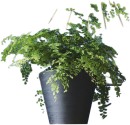 Maidenhair-Fern-Adiantum-Spp Sale