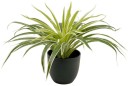 Un-Real-Spider-Plant-30cm-Artificial-Plant Sale