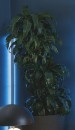 Dracaena-Tall-Triple-Cane-Dracaena-Deremensis Sale
