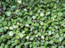 Creeping-Pōhuehue-Muehlenbeckia-Axillaris Sale