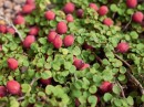 Creeping-Fuchsia-Fuchsia-Procumbens Sale