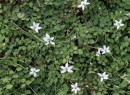 Pānakenake-Lobelia-Angulata Sale