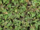 Leptinella-Platts-Black-Leptinella-Squalida-Platts-Black Sale