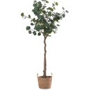 140cm-Eucalyptus-Tree Sale