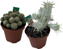 Castle-Rock-Asstd-Cacti Sale