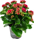 Enrich-with-Nature-Kalanchoe Sale