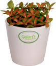 Asstd-Fittonia Sale