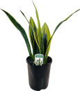 Sinclair-Plants-Sansevieria-Flame Sale